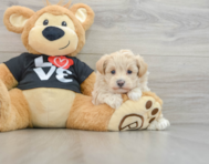 8 week old Maltipoo Puppy For Sale - Premier Pups