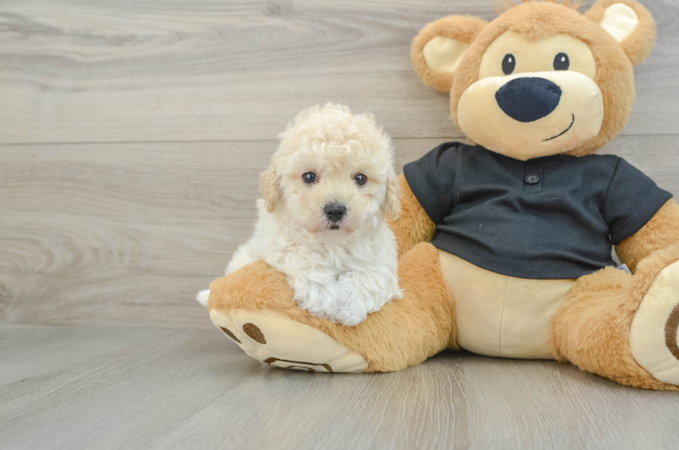 6 week old Maltipoo Puppy For Sale - Premier Pups