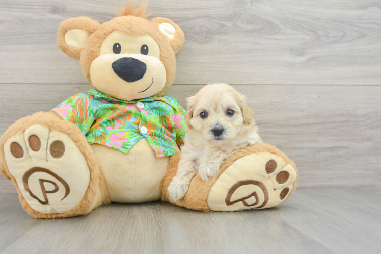 Playful Maltepoo Poodle Mix Puppy