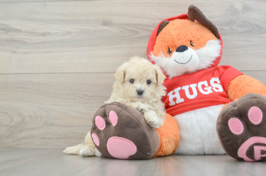 Friendly Maltipoo Baby