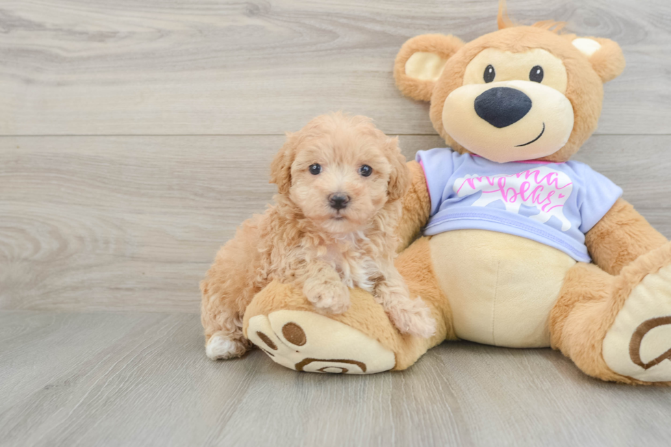 Maltipoo Pup Being Cute