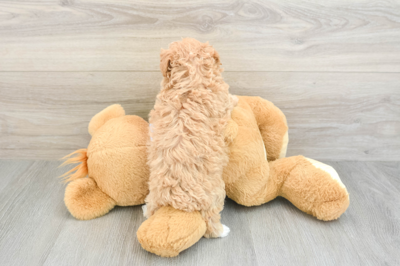 Meet Oaklyn - our Maltipoo Puppy Photo 2/3 - Premier Pups