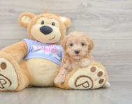 8 week old Maltipoo Puppy For Sale - Premier Pups