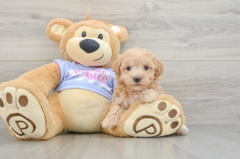 5 week old Maltipoo Puppy For Sale - Premier Pups