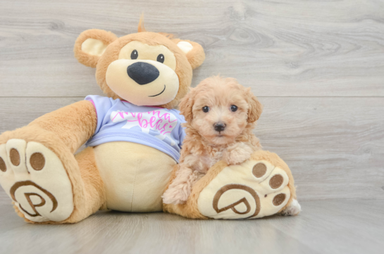 Small Maltipoo Baby
