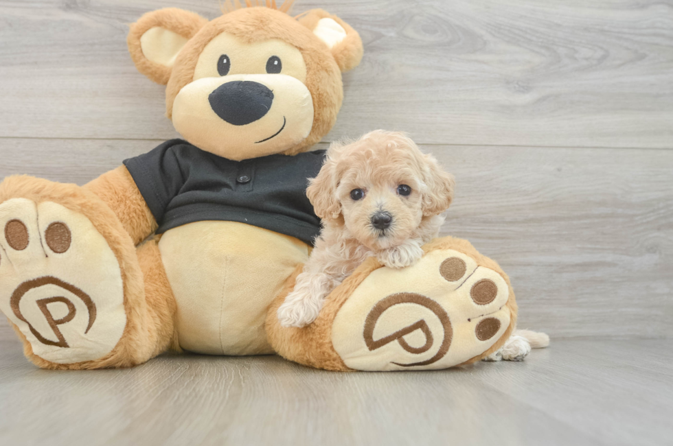 6 week old Maltipoo Puppy For Sale - Premier Pups