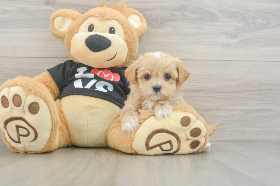 5 week old Maltipoo Puppy For Sale - Premier Pups
