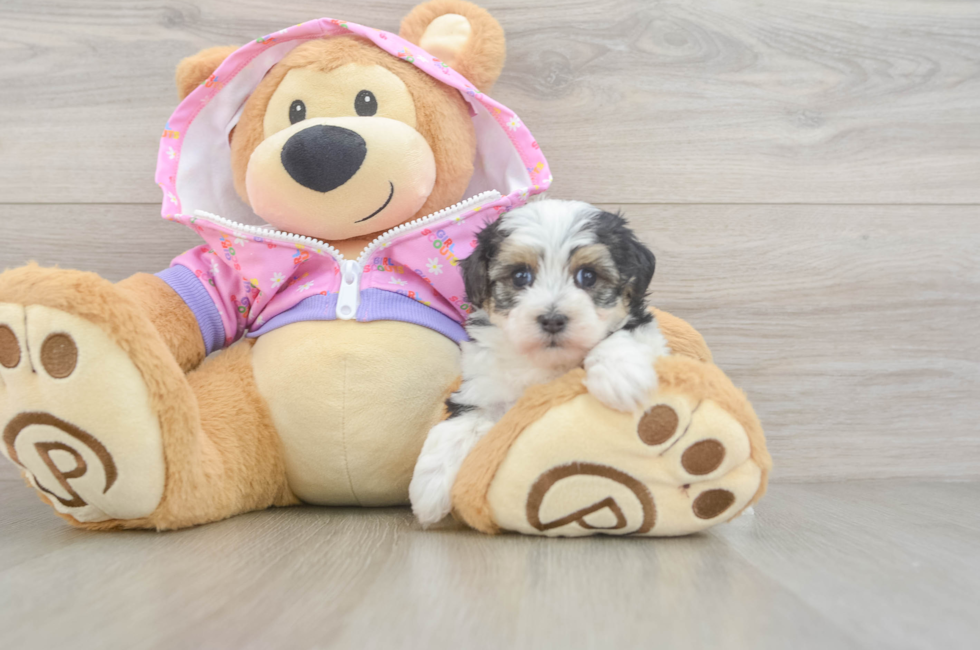 5 week old Maltipoo Puppy For Sale - Premier Pups