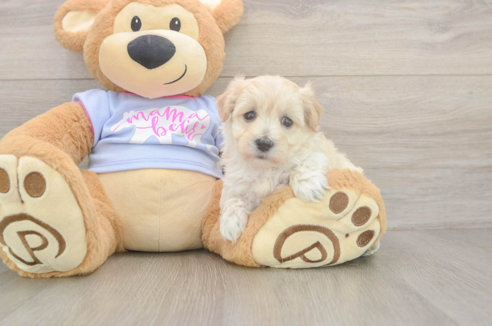 5 week old Maltipoo Puppy For Sale - Premier Pups