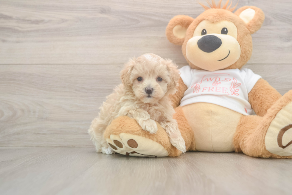 Funny Maltipoo Poodle Mix Pup