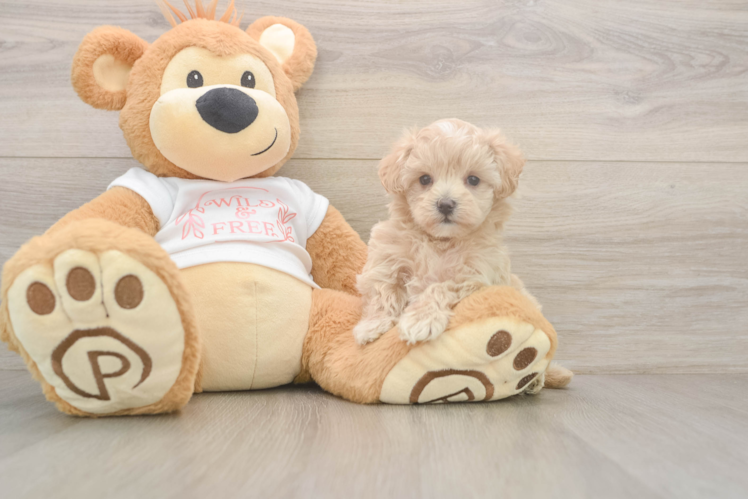 Maltipoo Puppy for Adoption