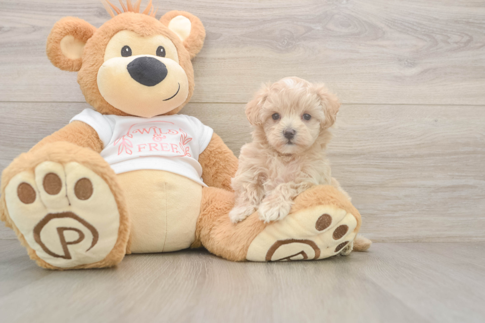 Maltipoo Puppy for Adoption