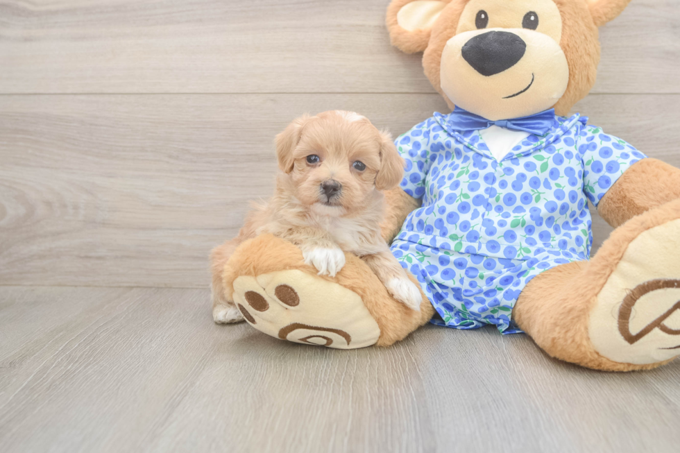 Popular Maltipoo Poodle Mix Pup