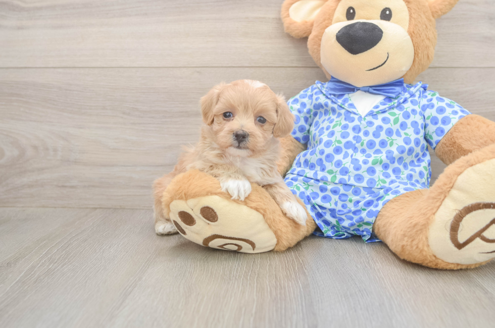 5 week old Maltipoo Puppy For Sale - Premier Pups