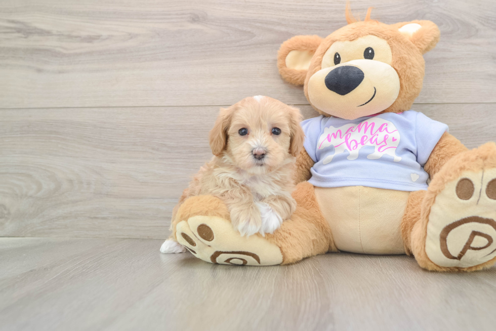 Maltipoo Puppy for Adoption