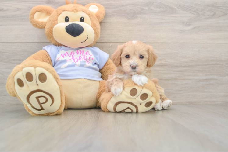Maltipoo Pup Being Cute