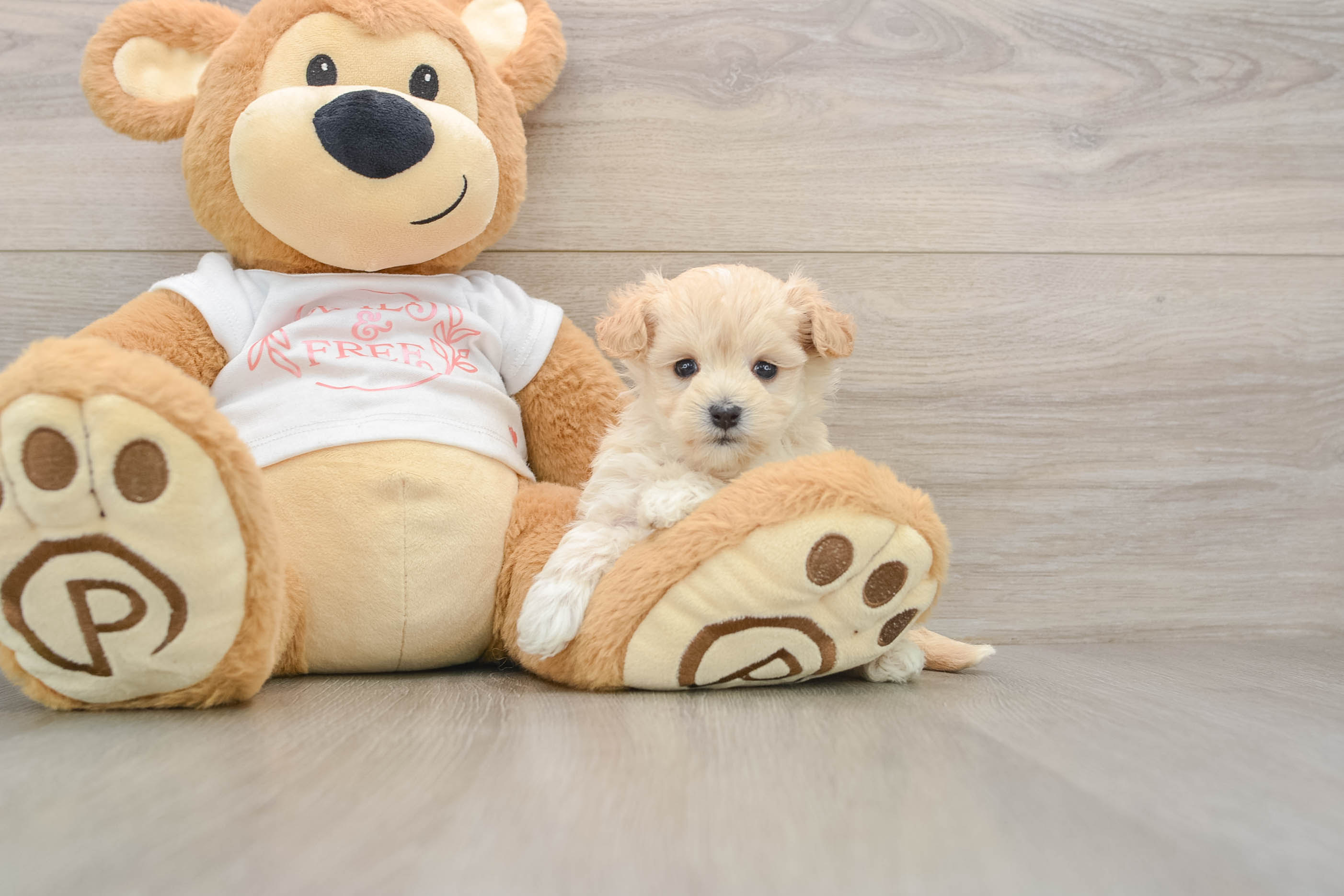 Friendly Maltipoo Baby