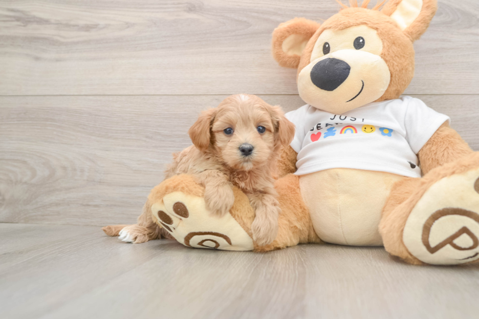 Smart Maltipoo Poodle Mix Pup