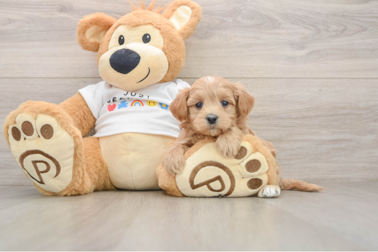 Maltipoo Pup Being Cute