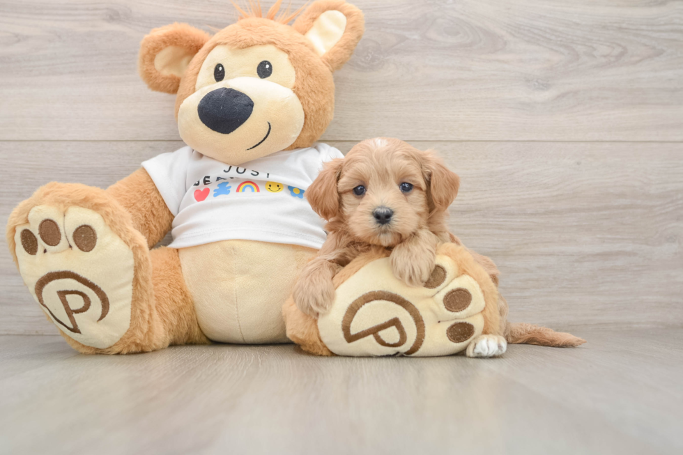 Maltipoo Pup Being Cute