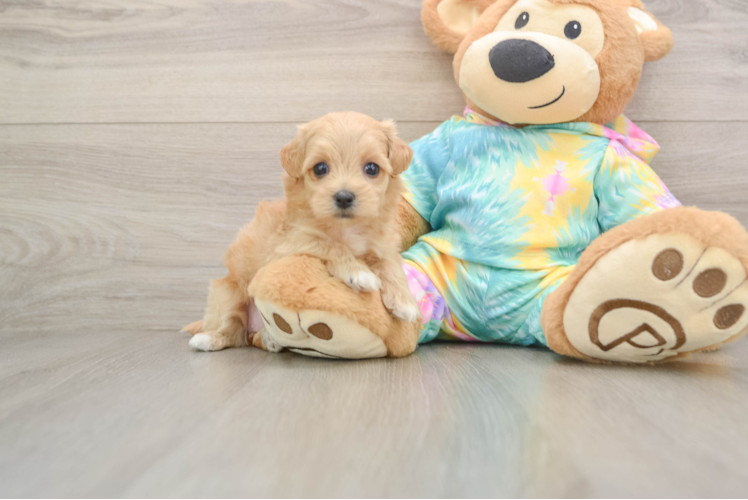 Sweet Maltipoo Baby