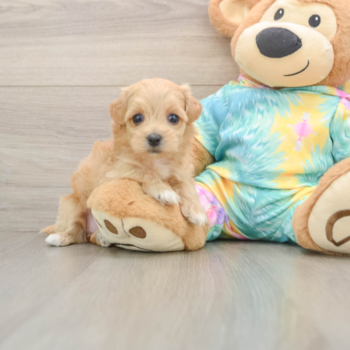 Sweet Maltipoo Baby