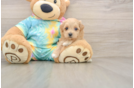 Maltipoo Pup Being Cute