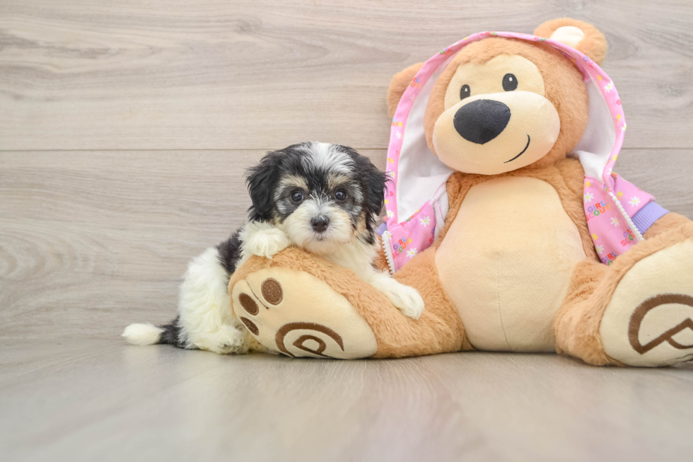 Best Maltipoo Baby