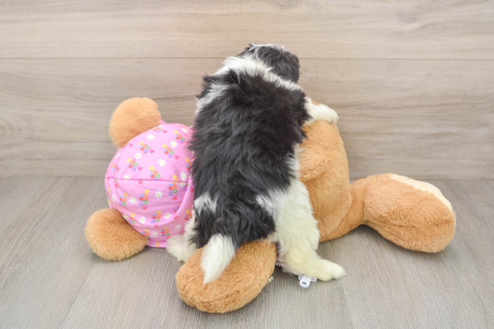 Best Maltipoo Baby