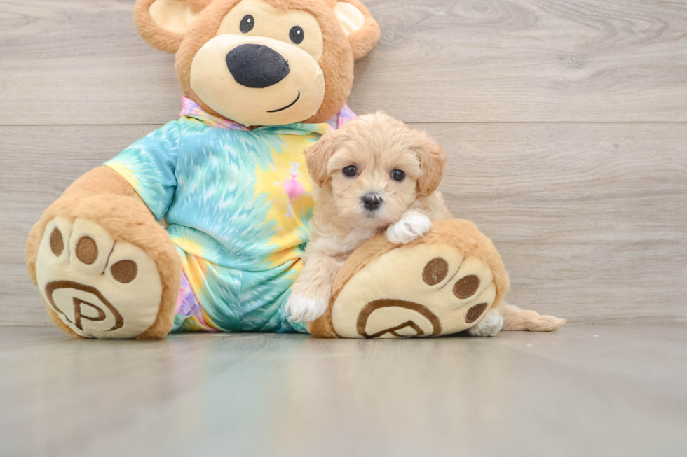 Maltipoo Pup Being Cute