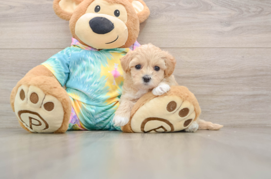 Maltipoo Pup Being Cute