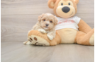 Fluffy Maltipoo Poodle Mix Pup
