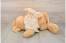 Maltipoo Puppy for Adoption