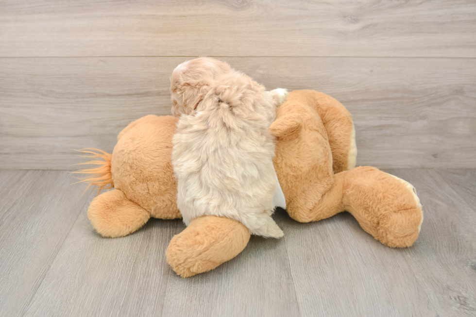 Maltipoo Puppy for Adoption