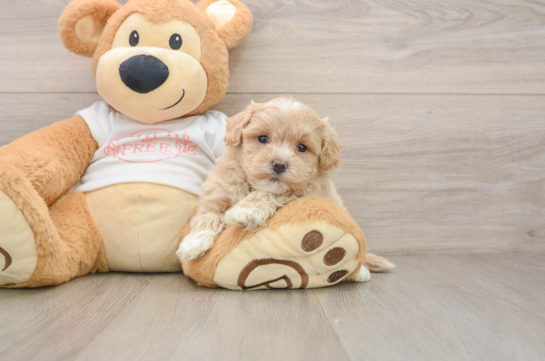 Maltipoo Puppy for Adoption
