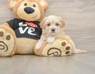 8 week old Maltipoo Puppy For Sale - Premier Pups