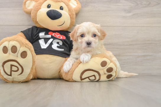 Popular Maltipoo Poodle Mix Pup