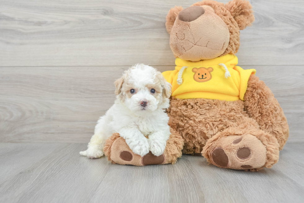 Maltipoo Pup Being Cute