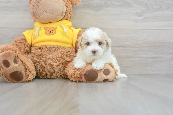 Maltipoo Puppy for Adoption