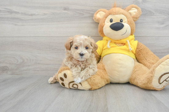 Funny Maltipoo Poodle Mix Pup