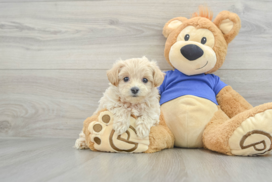 Little Maltepoo Poodle Mix Puppy