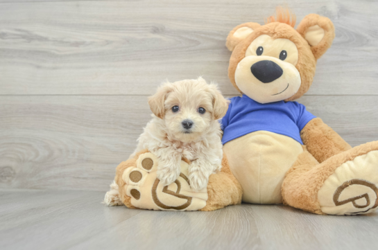 Little Maltepoo Poodle Mix Puppy