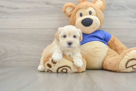 Maltipoo Pup Being Cute