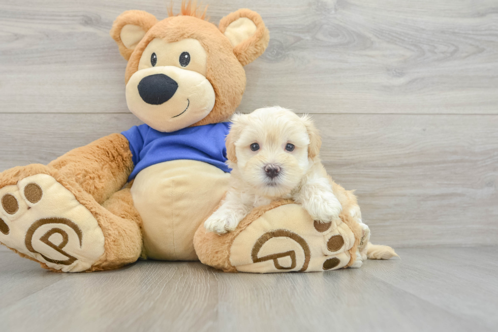 Maltipoo Pup Being Cute