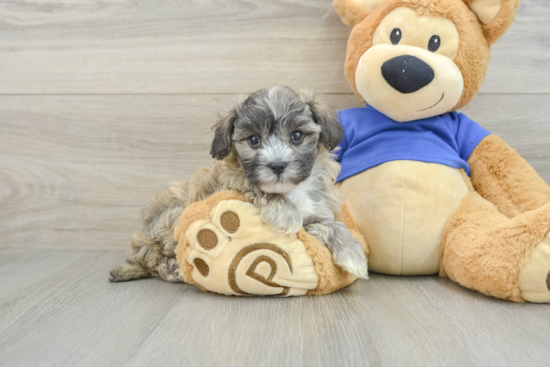 Maltipoo Pup Being Cute