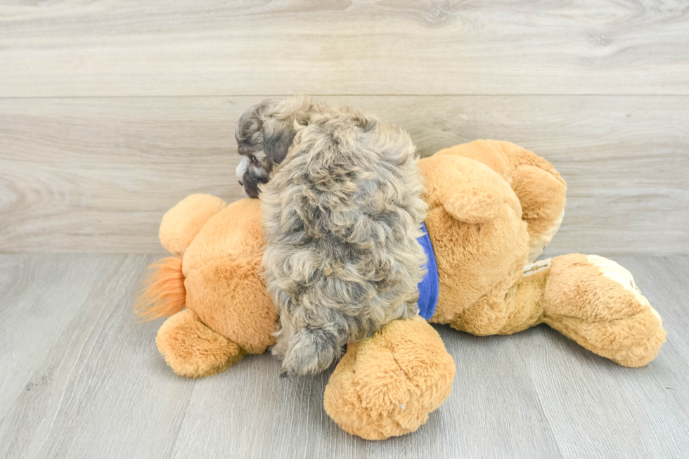 Fluffy Maltipoo Poodle Mix Pup