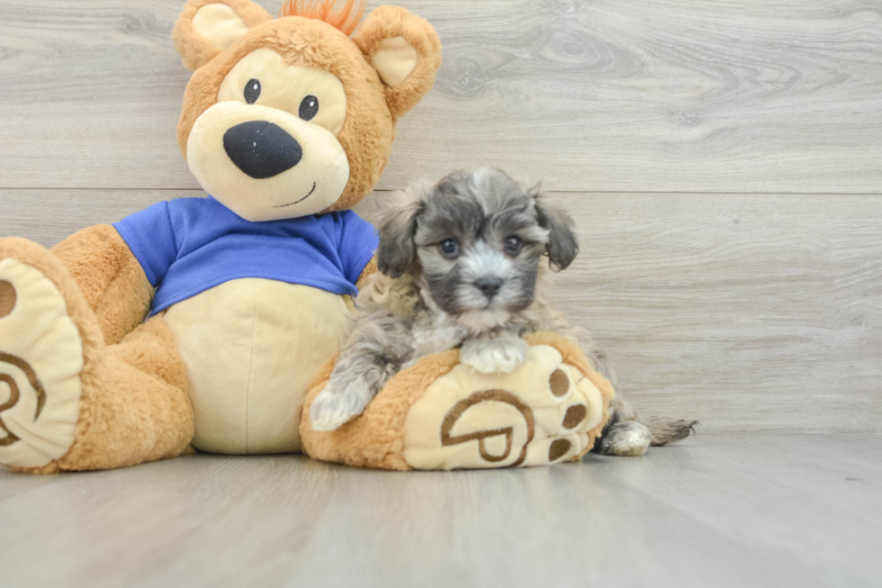 Energetic Moodle Poodle Mix Puppy