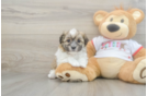 Funny Maltipoo Poodle Mix Pup