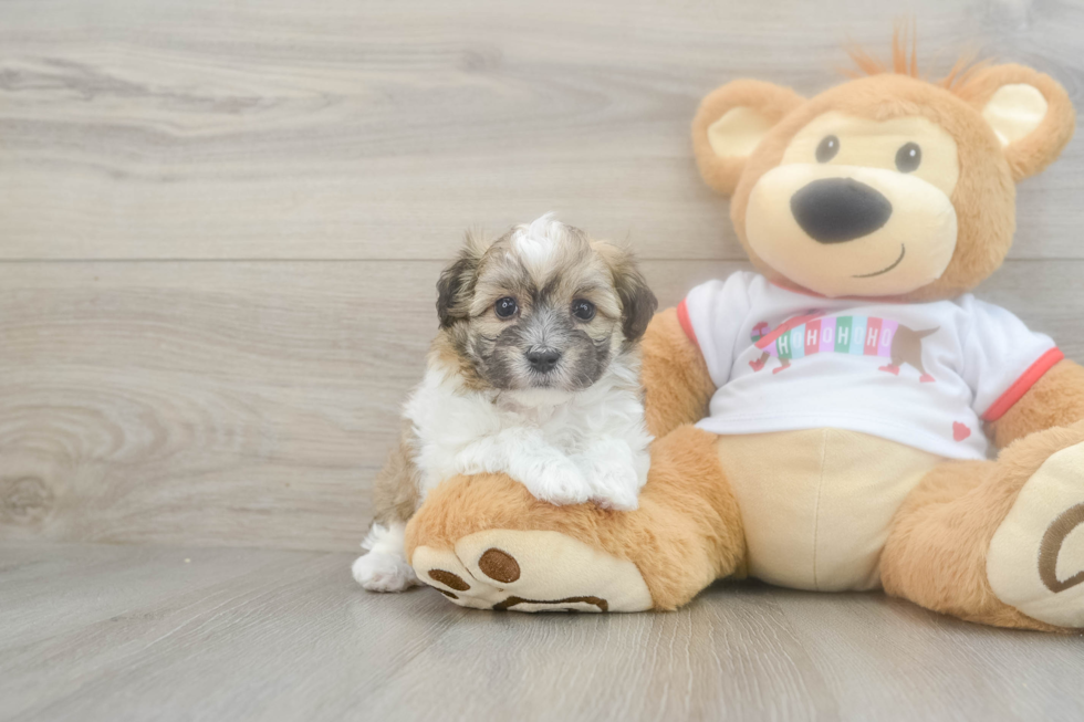 Funny Maltipoo Poodle Mix Pup