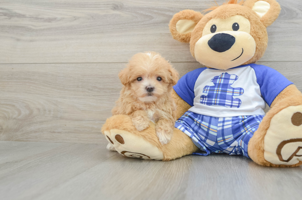 8 week old Maltipoo Puppy For Sale - Premier Pups